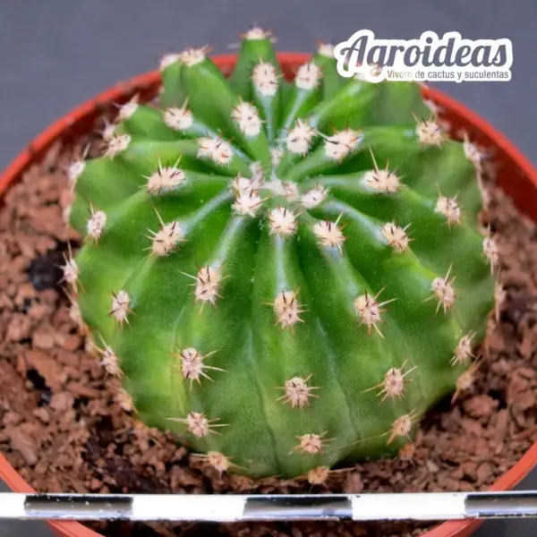 Echinopsis híbrido "CA 030424/1228 "Ex. Agroideas" - Imagen 2