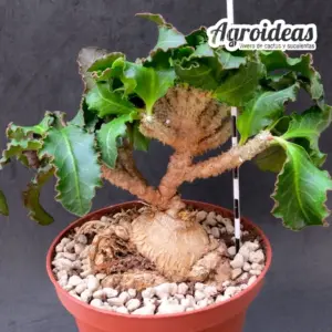 Euphorbia cap-saintemariensis "Gran Ejemplar"