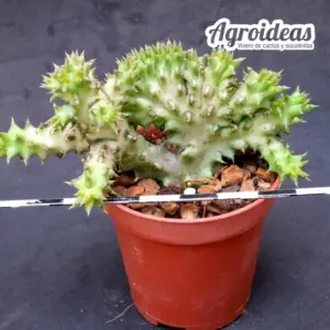 Edithcolea grandis "cristata"