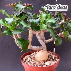 Euphorbia cap-saintemariensis "Gran Ejemplar"
