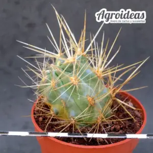 Ancistrocactus intertextus