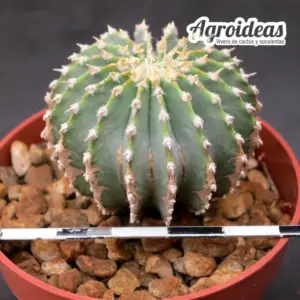 Geohintonia mexicana