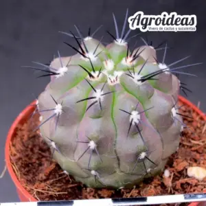 Copiapoa aff. echinoides