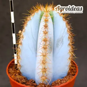 Pilosocereus magnificus "super blue"