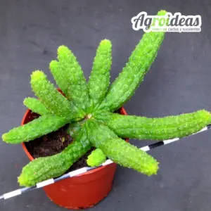 Echidnopsis cereiformis var. brunea "Selección"