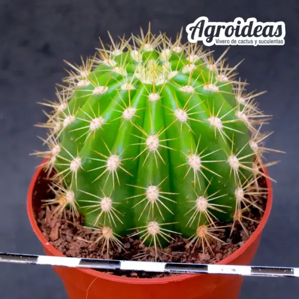 Trichocereus "Orange California" - Imagen 2