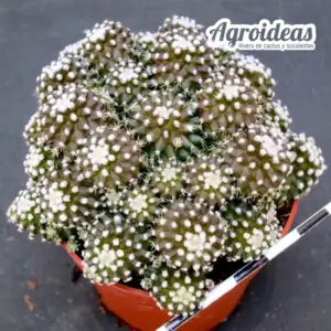 Copiapoa lauii "Monstruosa"