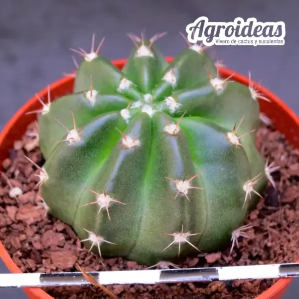 Lobivia"Champolliom" Ex. Agroideas - Imagen 2