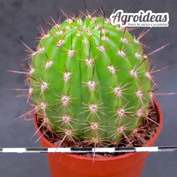 Trichocereus Madeira x samnensis X AG361 - Imagen 2