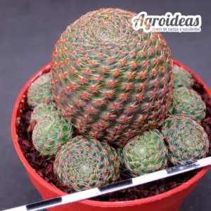 Rebutia condorensis var. rubrispina
