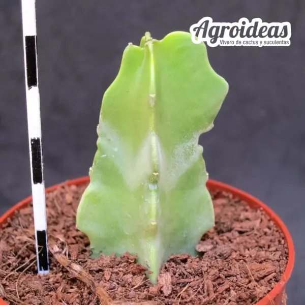 Caralluma acutangula X tardellii - Imagen 2