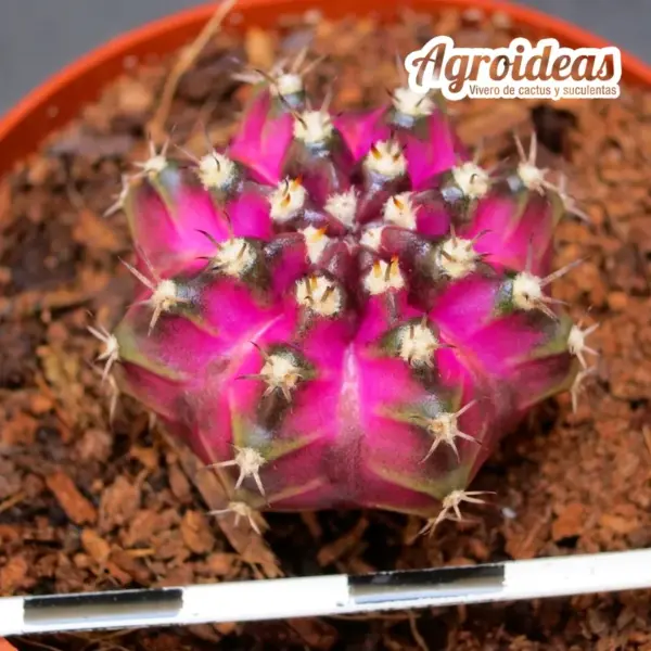 Gymnocalycium mihanowichii "T-Rex"