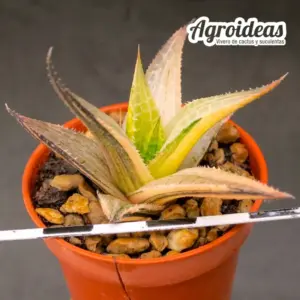 Haworthia tessellata "variegata"