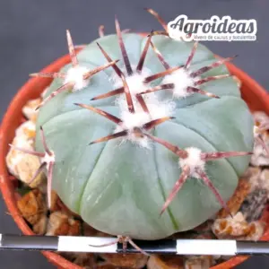 Echinocactus horizonthalonius ssp. subickii