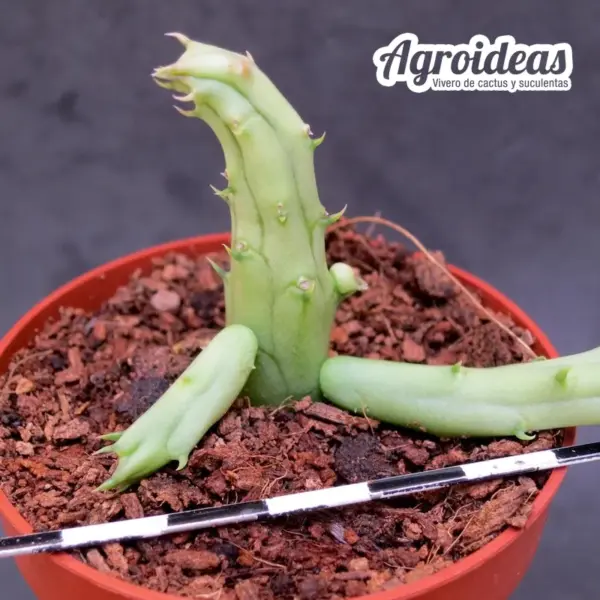 Huernia andreana - Imagen 2
