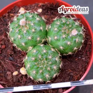 Frailea pumila