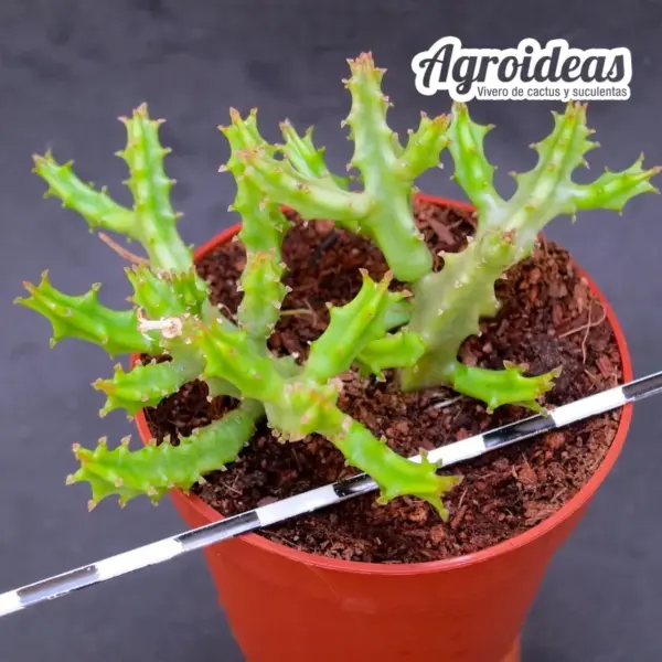 Caralluma truncato-coronata - Imagen 2