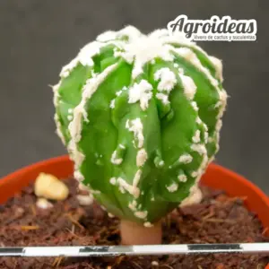 Astrophytum "Hakujo"