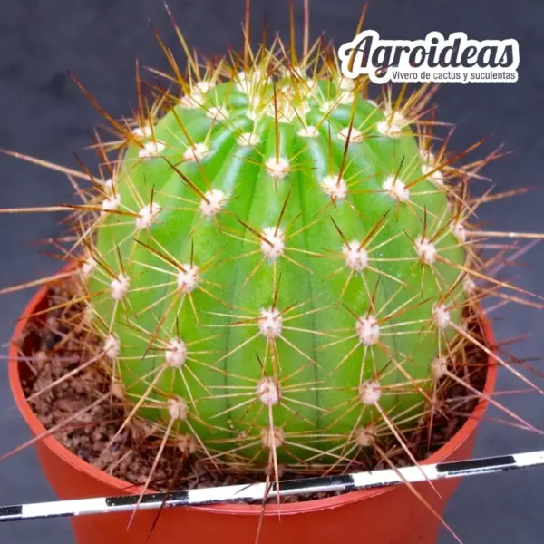 Trichocereus "Apricot Glow" - Imagen 2