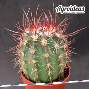 Echinocereus lindsayi "Ejemplar"