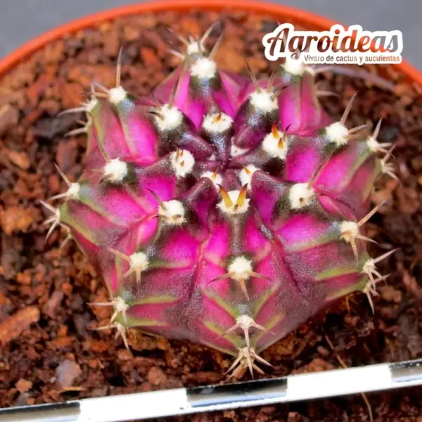 Gymnocalycium mihanowichii "T-Rex"
