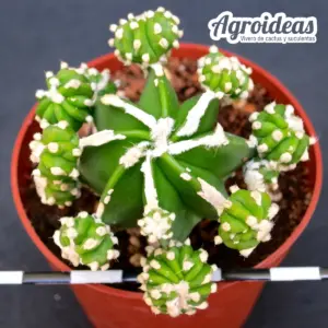 Astrophytum "Hakujo & Huboki" var. nudum