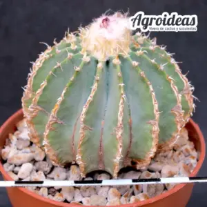 Geohintonia mexicana "Ejemplar 11 años"
