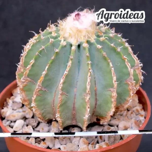 Geohintonia mexicana "Ejemplar 11 años"