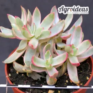 Crassula rubricaulis "Candy Cane"