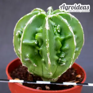 Astrophytum "fukuryu & hakujo" var. nudum