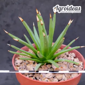 Agave albopilosa