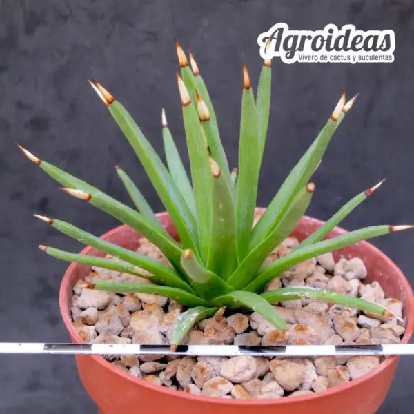 Agave albopilosa