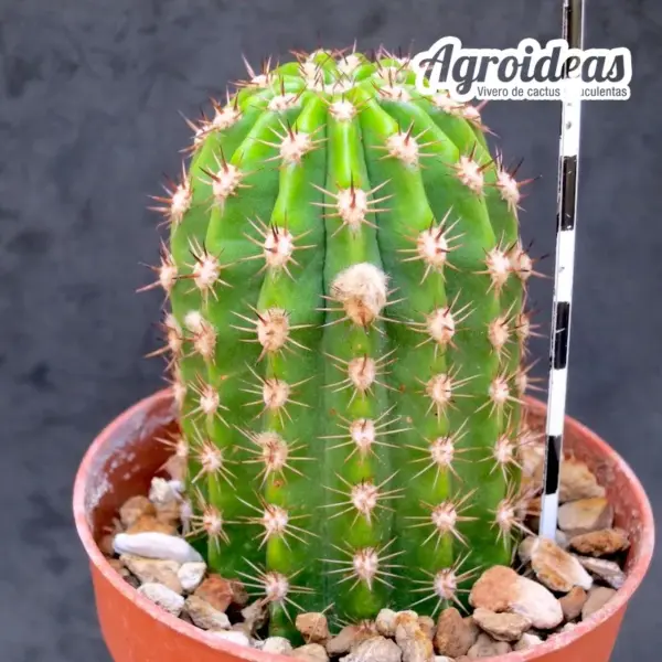 Trichocereus "Super Windigo" - Imagen 2