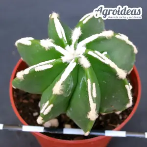 Astrophytum "hakujo" var. nudum