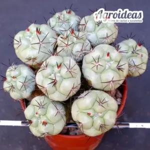 Ortegocactus macdougallii "Selección"