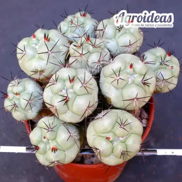 Ortegocactus macdougallii "Selección"