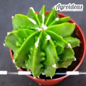 Astrophytum "fukuryu" multicostatum var. nudum