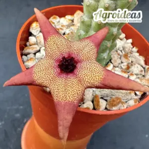 Tromotriche ruschiana x Hoodia sp.