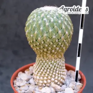 Pelecyphora strobiliformis