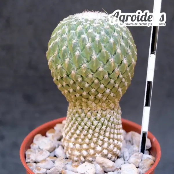 Pelecyphora strobiliformis