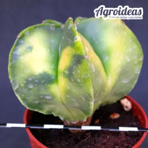 Astrophytum myriostigma "Variegata"