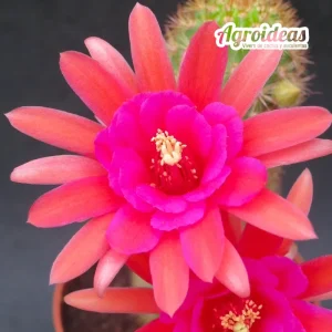 Hildewintera "Amethyst"