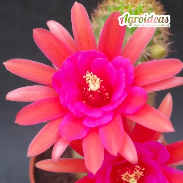 Hildewintera "Amethyst"