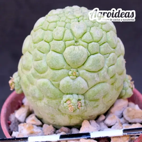 Pseudolithos migiurtinus - Imagen 2