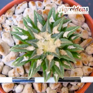 Ariocarpus kotschoubeyanus