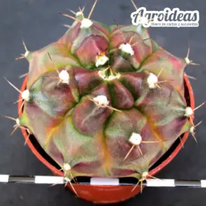 Gymnocalycium «T-Rex» Ejemplar