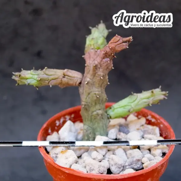 Stapelianthus keraudreniae - Imagen 2