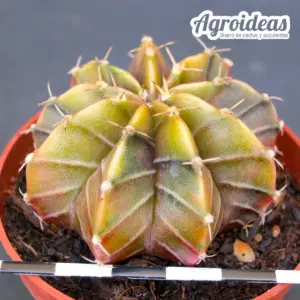 Gymnocalycium X Aguadulce «Variegata»