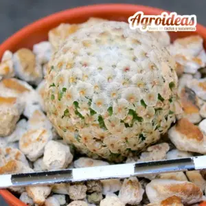 Mammillaria breviplumosa