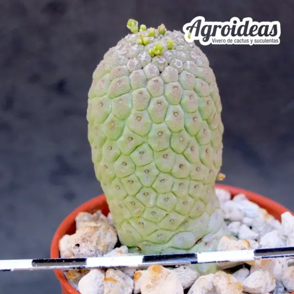 Larryleachia cactiforme - Imagen 2